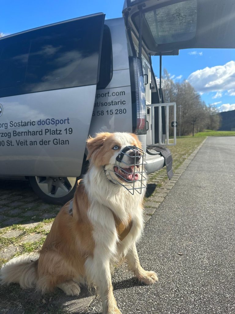 Maulkorbberatung & Maulkorbanpassung Kärnten St. Veit an der Glan