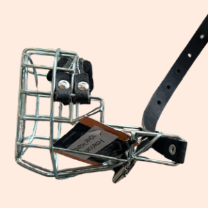 CHOPO American Cocker Hündin